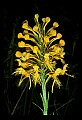 01102-00009-Yellow-fringed Orchid, Plantanthera ciliaris.jpg