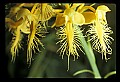 01102-00010-Yellow-fringed Orchid, Plantanthera ciliaris.jpg