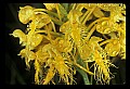 01102-00011-Yellow-fringed Orchid, Plantanthera ciliaris.jpg