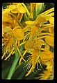 01102-00012-Yellow-fringed Orchid, Plantanthera ciliaris.jpg