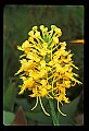 01102-00013-Yellow-fringed Orchid, Plantanthera ciliaris.jpg