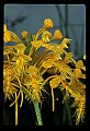 01102-00014-Yellow-fringed Orchid, Plantanthera ciliaris.jpg