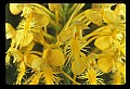 01102-00015-Yellow-fringed Orchid, Plantanthera ciliaris.jpg