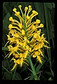 01102-00016-Yellow-fringed Orchid, Plantanthera ciliaris.jpg