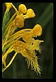 01102-00017-Yellow-fringed Orchid, Plantanthera ciliaris.jpg