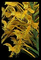 01102-00018-Yellow-fringed Orchid, Plantanthera ciliaris.jpg