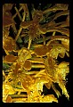 01102-00019-Yellow-fringed Orchid, Plantanthera ciliaris.jpg