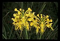 01102-00020-Yellow-fringed Orchid, Plantanthera ciliaris.jpg