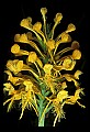 01102-00021-Yellow-fringed Orchid, Plantanthera ciliaris.jpg