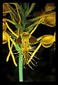 01102-00022-Yellow-fringed Orchid, Plantanthera ciliaris.jpg