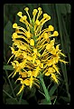 01102-00023-Yellow-fringed Orchid, Plantanthera ciliaris.jpg