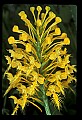 01102-00024-Yellow-fringed Orchid, Plantanthera ciliaris.jpg