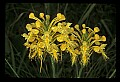 01102-00025-Yellow-fringed Orchid, Plantanthera ciliaris.jpg
