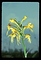 01102-00026-Yellow-fringed Orchid, Plantanthera ciliaris.jpg
