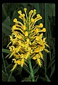 01102-00027-Yellow-fringed Orchid, Plantanthera ciliaris.jpg