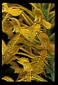 01102-00028-Yellow-fringed Orchid, Plantanthera ciliaris.jpg