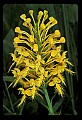 01102-00029-Yellow-fringed Orchid, Plantanthera ciliaris.jpg