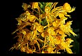 01102-00030-Yellow-fringed Orchid, Plantanthera ciliaris.jpg