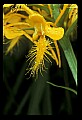 01102-00031-Yellow-fringed Orchid, Plantanthera ciliaris.jpg