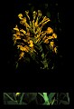 01102-00032-Yellow-fringed Orchid, Plantanthera ciliaris.jpg