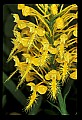 01102-00033-Yellow-fringed Orchid, Plantanthera ciliaris.jpg