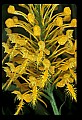 01102-00034-Yellow-fringed Orchid, Plantanthera ciliaris.jpg