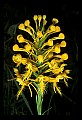 01102-00035-Yellow-fringed Orchid, Plantanthera ciliaris.jpg