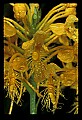 01102-00036-Yellow-fringed Orchid, Plantanthera ciliaris.jpg