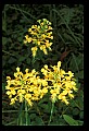 01102-00037-Yellow-fringed Orchid, Plantanthera ciliaris.jpg