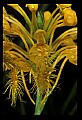 01102-00038-Yellow-fringed Orchid, Plantanthera ciliaris.jpg