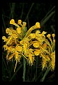 01102-00039-Yellow-fringed Orchid, Plantanthera ciliaris.jpg
