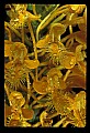 01102-00040-Yellow-fringed Orchid, Plantanthera ciliaris.jpg