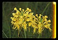01102-00041-Yellow-fringed Orchid, Plantanthera ciliaris.jpg
