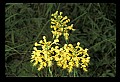 01102-00042-Yellow-fringed Orchid, Plantanthera ciliaris.jpg