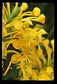01102-00043-Yellow-fringed Orchid, Plantanthera ciliaris.jpg