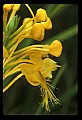 01102-00044-Yellow-fringed Orchid, Plantanthera ciliaris.jpg
