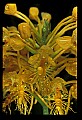 01102-00045-Yellow-fringed Orchid, Plantanthera ciliaris.jpg
