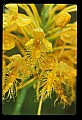 01102-00046-Yellow-fringed Orchid, Plantanthera ciliaris.jpg