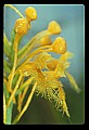 01102-00047-Yellow-fringed Orchid, Plantanthera ciliaris.jpg