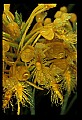 01102-00048-Yellow-fringed Orchid, Plantanthera ciliaris.jpg