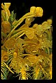 01102-00049-Yellow-fringed Orchid, Plantanthera ciliaris.jpg