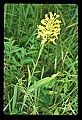 01102-00052-Yellow-fringed Orchid, Plantanthera ciliaris.jpg