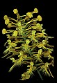 01102-00054-Yellow-fringed Orchid, Plantanthera ciliaris.jpg