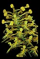 01102-00055-Yellow-fringed Orchid, Plantanthera ciliaris.jpg