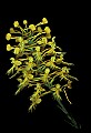 01102-00056-Yellow-fringed Orchid, Plantanthera ciliaris.jpg