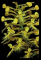 01102-00057-Yellow-fringed Orchid, Plantanthera ciliaris.jpg