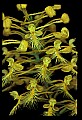 01102-00058-Yellow-fringed Orchid, Plantanthera ciliaris.jpg