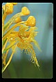 01102-00059-Yellow-fringed Orchid, Plantanthera ciliaris.jpg