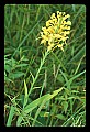 01102-00060-Yellow-fringed Orchid, Plantanthera ciliaris.jpg