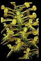 01102-00061-Yellow-fringed Orchid, Plantanthera ciliaris.jpg